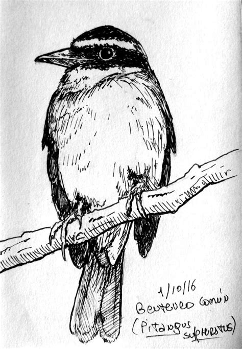 Carolina Wren Drawing at GetDrawings | Free download