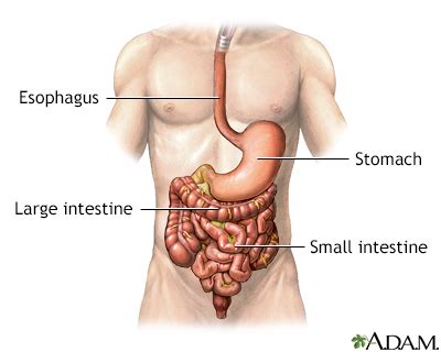 Gastrointestinal Bleeding Symptoms, Doctors, Treatments, Advances ...