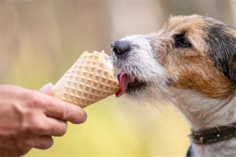 Dog eating ice cream outdoors - Floofins & Co.