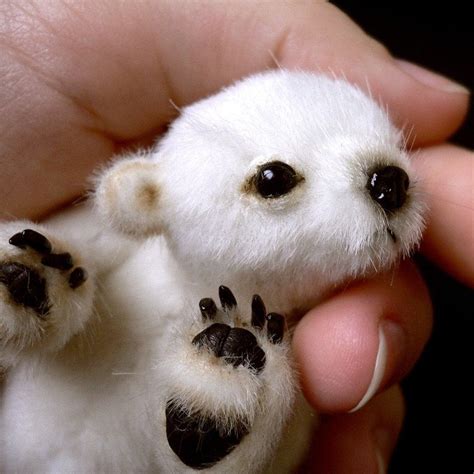 Pictures Of Baby Polar Bears