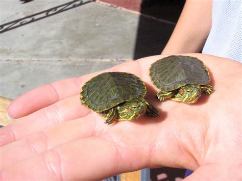 Baby turtles are about as cute as it gets, but they can also be difficult to keep because they ...