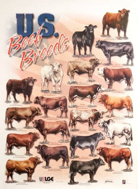 American Cow Breeds