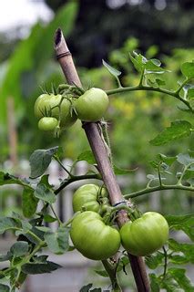 Tomato Plant | Tomato plant. Morris Arboretum, Morristown, N… | Flickr
