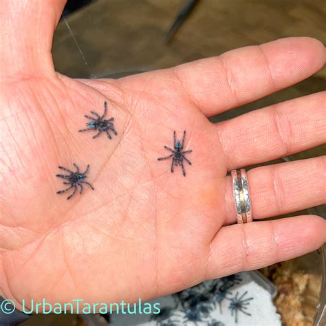 Buy Antilles Pinktoe Versicolor Tarantulas Babies - Urban Tarantulas