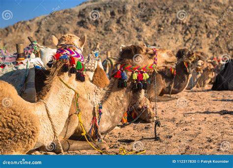 Camels on the African Desert Stock Photo - Image of dune, african: 112317830