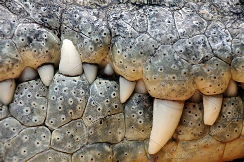 Crocodile teeth ~ Photos ~ Creative Market