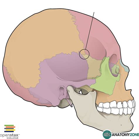 Pterion • Musculoskeletal, Skeletal • AnatomyZone