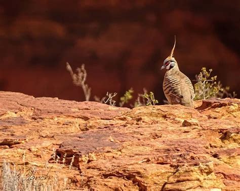 Norther | Spinifex Pigeon: Watarrka National Park Christmas