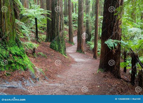 Redwoods in the Rotorua stock photo. Image of rotorua - 126680308