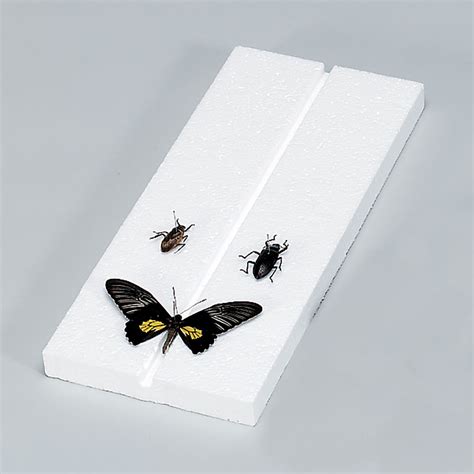 Insect Mounting Board, Styrofoam, Pack of 10 | Carolina.com