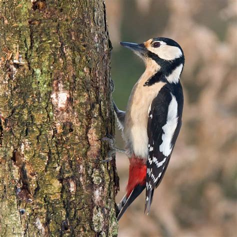 All about the Great spotted woodpecker - GardenBird