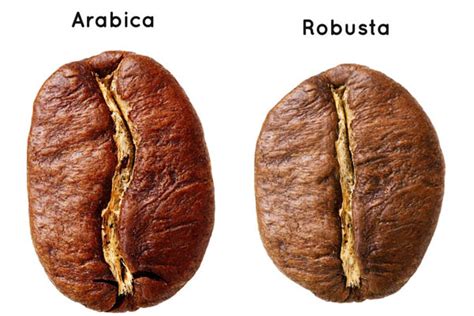 Cách phân biệt robusta và arabica chính xác và dễ hiểu