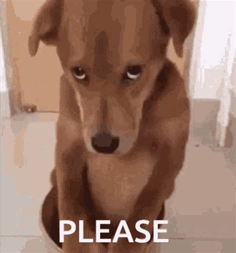 Pleasedog GIF – PLEASEDOG PLEASE DOG – Ищите GIF-файлы и обменивайтесь ими