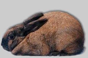 Animals: Cinnamon Rabbit