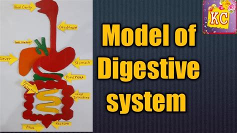 Model of Human digestive system for science exhibition/gread 6th,7&8/school project/Kansal ...