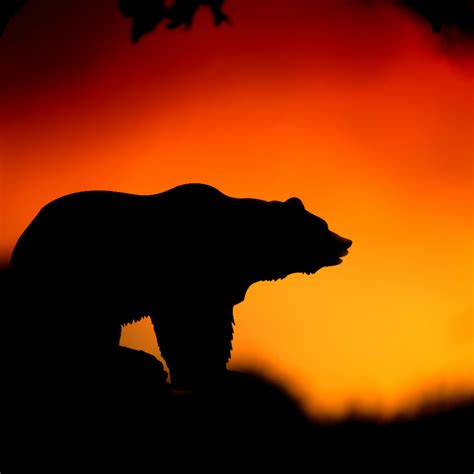 Download wallpaper 2780x2780 bear, silhouette, vector, sunset ipad air ...