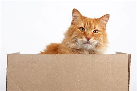 ginger cat sitting in a brown cardboard box