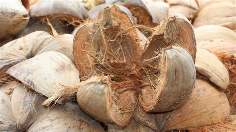 Coconut Husk - exterior shells of the coconut - Coconut Seller India