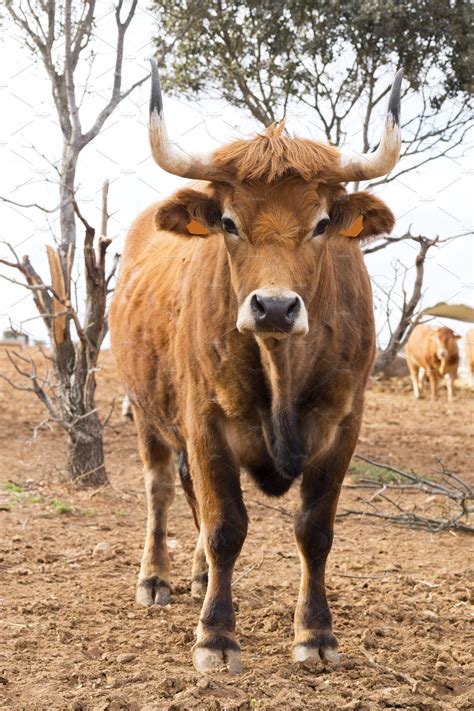 Oxen in spanish cattle farm containing cow, calve, and oxen | Animal Stock Photos ~ Creative Market