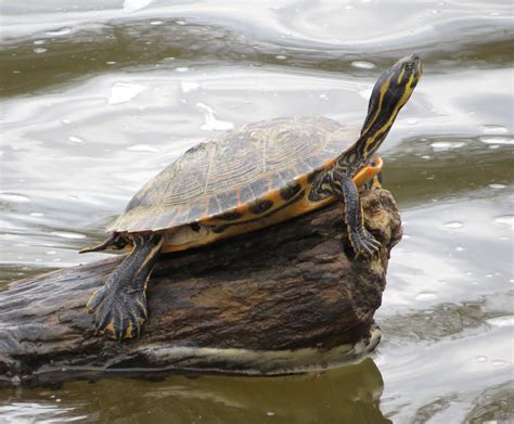 xIMG_5677 | female cooter (Pseudemys concinna) on the Reedy … | Flickr