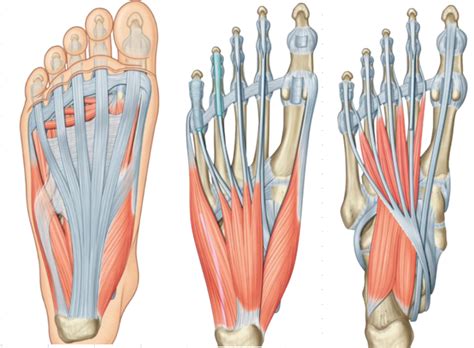 Diagram of Intrinsic muscles of the foot-Terms, 1st and 2nd layer | Quizlet