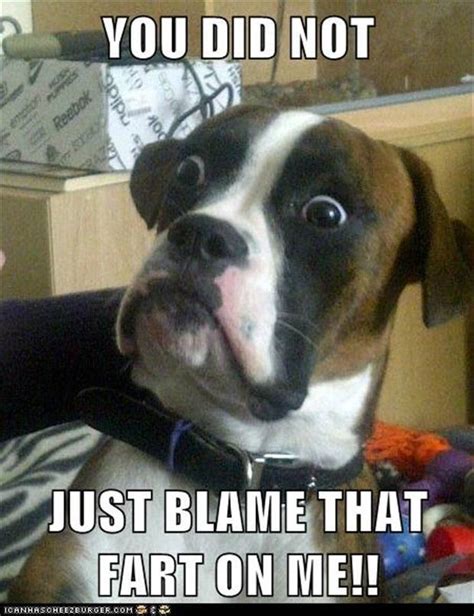 dog farts, funny pictures - Dump A Day