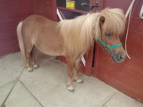 Free Admission to Dads on Father’s Day | Land of Little Horses - SHIP SAVES