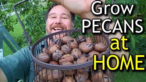 How to Grow Pecans at Home For Your Own Nut Tree Fruit 4k in 2020 | Growing fruit trees, Pecan ...