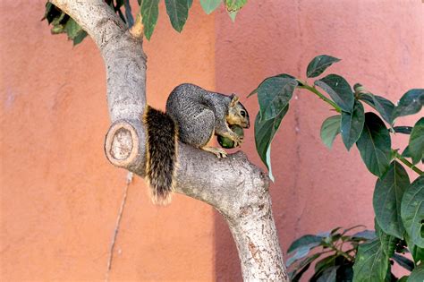 Squirrel Animal Tree - Free photo on Pixabay - Pixabay