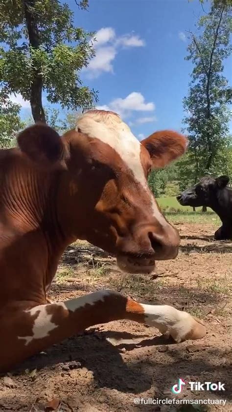 cow tik tok 🐄 that’s going to make me go vegan [Video] | Silly animals, Cute animals, Cute funny ...