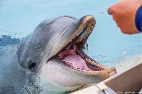 Interesting facts about bottlenose dolphins | Just Fun Facts