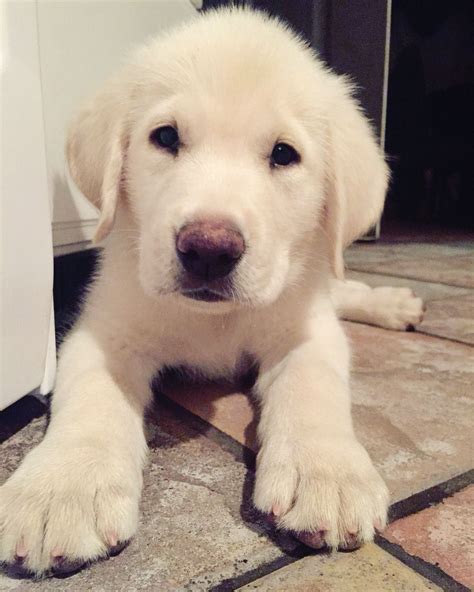 White Labrador puppy | White labrador puppy, Puppies, Labrador puppy