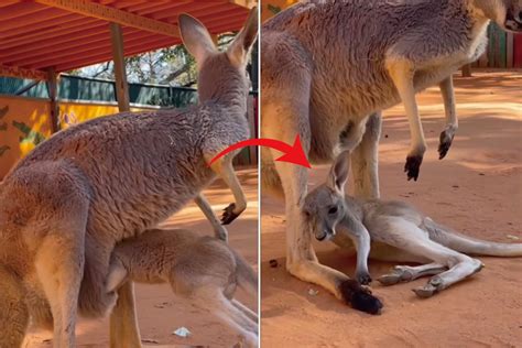 お母さんのお腹の袋にうまく入れない赤ちゃんカンガルー。奮闘するその姿に声援を送りたくなる！！【アメリカ・動画】