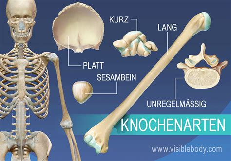 Kenntnis der Skelettanatomie | Knochenarten