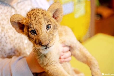 Fuji Safari Park - Encounter Animals Up Close At Mt. Fuji's Base | LaptrinhX / News