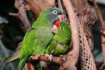 green, parrot, indian, bharat, banswara | Pikist
