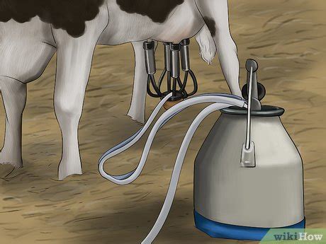 How to Milk a Cow With a Milking Machine (with Pictures) - wikiHow Pet