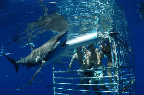 Shark Cage Tour with Hawaii Shark Encounters on North Shore, Oahu ...