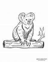 21 Free Cute Koala coloring pages & Clipart Printables At  sketch template