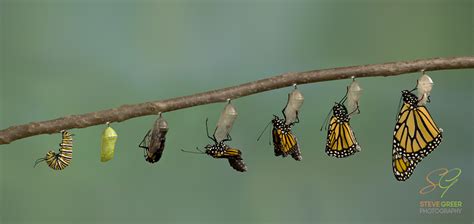 Monarch Butterfly Metamorphosis - Steve Greer Photography