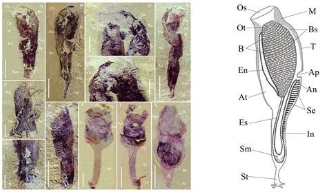 Chordata: Overview and Basal Taxa | Digital Atlas of Ancient Life