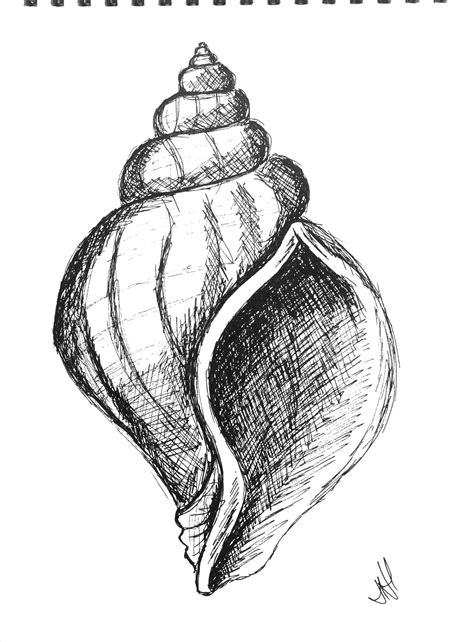 Pen drawing of a shell | Art drawings sketches, Shell drawing, Cool art drawings