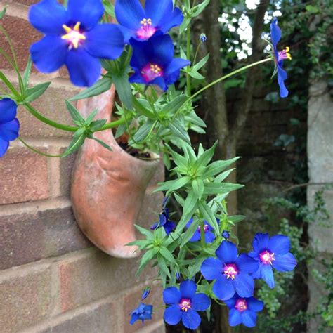 Anagallis Monelli 'Sky Lover', Blue Pimpernel 'Skylover' in GardenTags plant encyclopedia