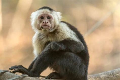 13 Different Types of Monkeys from Around the World – Nayturr