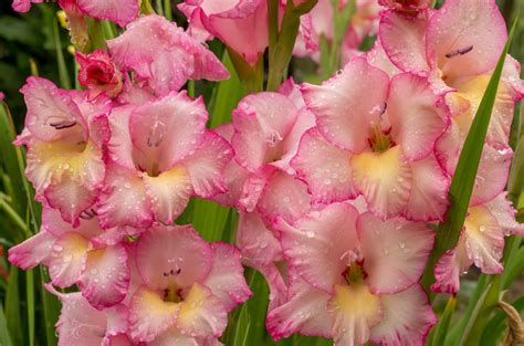 How to Grow and Care for Gladiolus Flowers