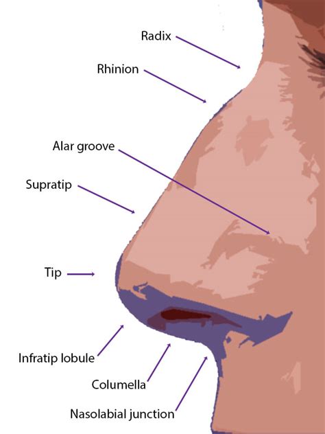 Nose Anatomy Education - Facial Plastic Surgery — SKY Facial Plastic Surgery