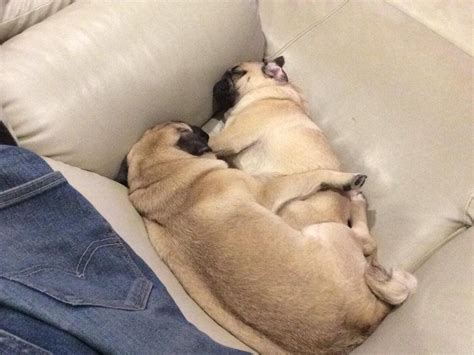 16 Pugs’ Sleeping Positions – How to Sleep Comfortably | The Paws | Животные