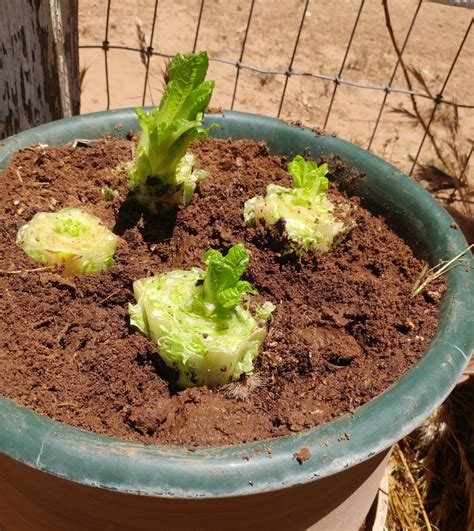 Romaine Lettuce Sprouts