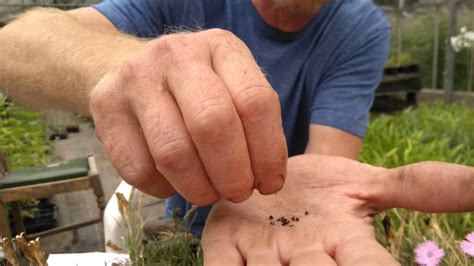 How to collect seed from Dianthus - YouTube