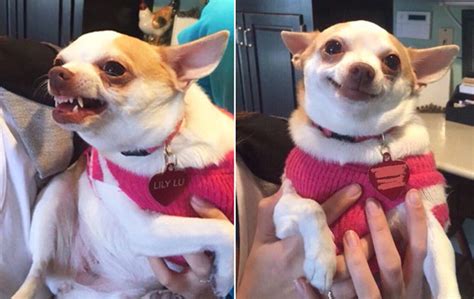 15 Dogs With Facial Expressions That Look So Human, It’s Hilarious